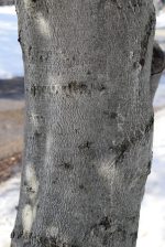 [08 Winter Tree ID 02 Bark American Beech ]