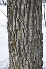 [16 Bur Oak 02 Winter ID]